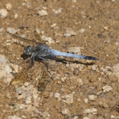 Orthetrum caledonicum (Blue Skimmer) at Dunlop, ACT - 1 Jan 2019 by AlisonMilton