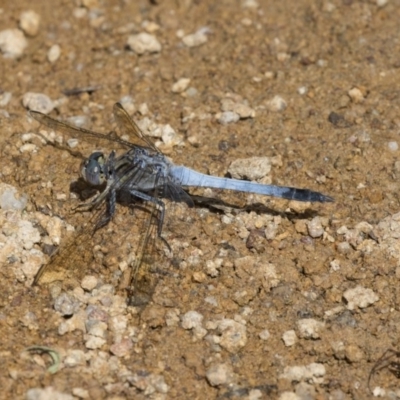 Orthetrum caledonicum (Blue Skimmer) at Dunlop, ACT - 2 Jan 2019 by AlisonMilton