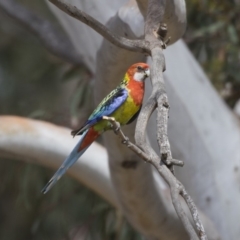 Platycercus eximius (Eastern Rosella) at Dunlop, ACT - 2 Jan 2019 by AlisonMilton