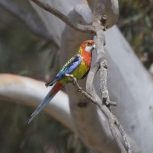 Platycercus eximius at Dunlop, ACT - 2 Jan 2019