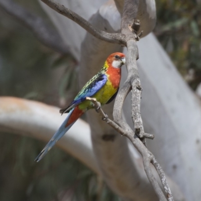 Platycercus eximius (Eastern Rosella) at Dunlop, ACT - 2 Jan 2019 by AlisonMilton