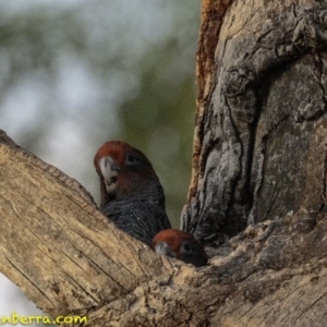 Callocephalon fimbriatum at Hughes, ACT - 12 Jan 2019