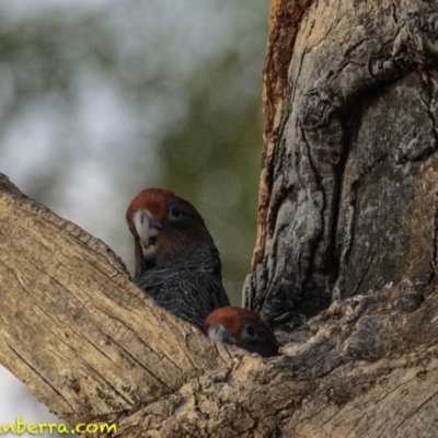 Callocephalon fimbriatum (Gang-gang Cockatoo) at GG38 - 12 Jan 2019 by BIrdsinCanberra