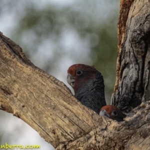 Callocephalon fimbriatum at Hughes, ACT - 12 Jan 2019