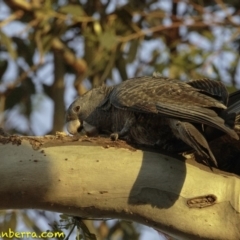 Callocephalon fimbriatum at Hughes, ACT - suppressed