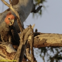 Callocephalon fimbriatum at Hughes, ACT - 12 Jan 2019