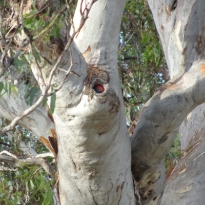 Callocephalon fimbriatum (Gang-gang Cockatoo) at GG139 - 10 Jan 2019 by TomT