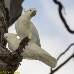 Cacatua galerita (Sulphur-crested Cockatoo) at Hughes, ACT - 12 Jan 2019 by BIrdsinCanberra