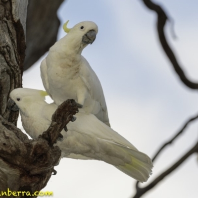 Cacatua galerita (Sulphur-crested Cockatoo) at Red Hill Nature Reserve - 12 Jan 2019 by BIrdsinCanberra