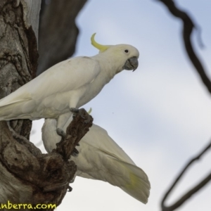 Cacatua galerita at Hughes, ACT - 12 Jan 2019 08:07 PM