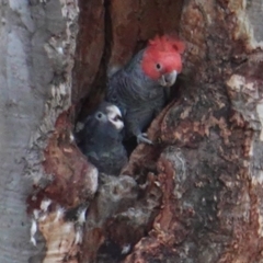 Callocephalon fimbriatum (Gang-gang Cockatoo) at Deakin, ACT - 13 Jan 2019 by JackyF