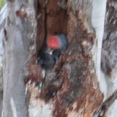 Callocephalon fimbriatum at Deakin, ACT - suppressed