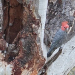 Callocephalon fimbriatum at Deakin, ACT - suppressed