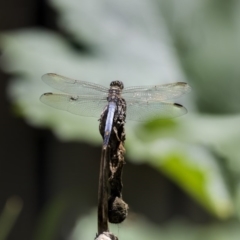 Orthetrum caledonicum (Blue Skimmer) at Higgins, ACT - 12 Jan 2019 by Alison Milton