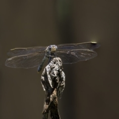 Orthetrum caledonicum at Higgins, ACT - 12 Jan 2019