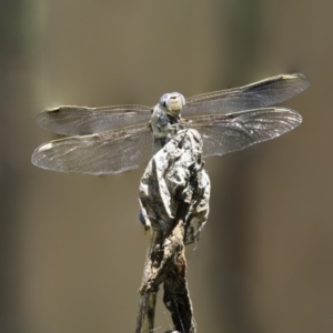 Orthetrum caledonicum at Higgins, ACT - 12 Jan 2019