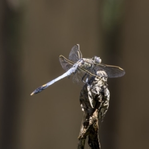 Orthetrum caledonicum at Higgins, ACT - 12 Jan 2019