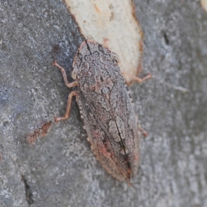 Stenocotis depressa at Wee Jasper, NSW - 13 Jan 2019