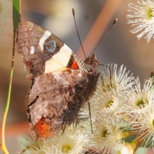 Vanessa itea at Wee Jasper, NSW - 13 Jan 2019 04:23 PM