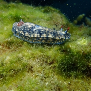 Hypselodoris obscura at Merimbula, NSW - 12 Jan 2019 03:16 PM