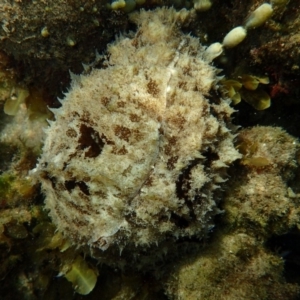 Dolabella auricularia at Merimbula, NSW - 12 Jan 2019