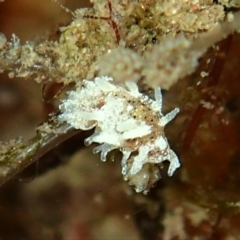 Okenia mija at Merimbula, NSW - 12 Jan 2019 by MattNimbs