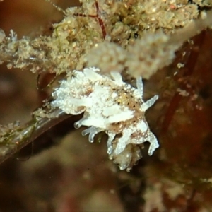 Okenia mija at Merimbula, NSW - 12 Jan 2019