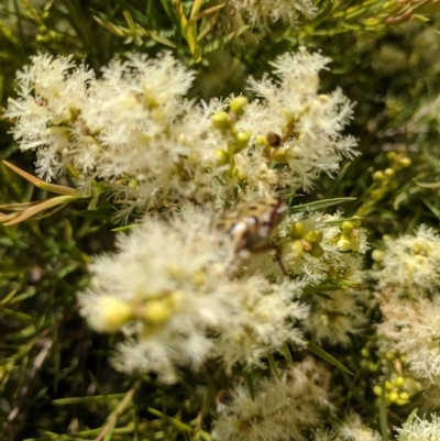 Melaleuca linariifolia (Flax-leaved Paperbark) at Narrawallee, NSW - 19 Nov 2018 by Paul H