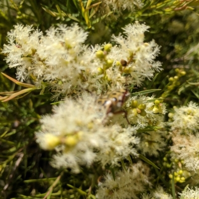 Melaleuca linariifolia (Flax-leaved Paperbark) at Narrawallee, NSW - 19 Nov 2018 by PaulH