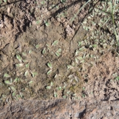 Riccia cartilaginosa at Tuggeranong, ACT - 18 Dec 2018