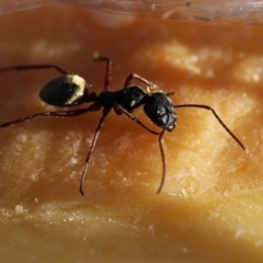 Camponotus suffusus (Golden-tailed sugar ant) at Googong, NSW - 4 Nov 2012 by Wandiyali