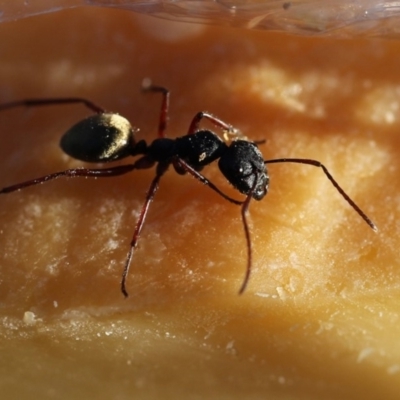 Camponotus suffusus (Golden-tailed sugar ant) at QPRC LGA - 3 Nov 2012 by Wandiyali