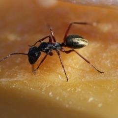 Camponotus suffusus at Googong, NSW - 4 Nov 2012 06:55 AM