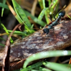 Myrmecia tarsata (Bull ant or Bulldog ant) at Googong, NSW - 10 Mar 2012 by Wandiyali