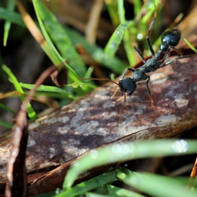 Myrmecia tarsata (Bull ant or Bulldog ant) at Googong, NSW - 11 Mar 2012 by Wandiyali