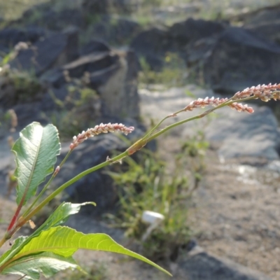 Persicaria decipiens (Slender Knotweed) at Tuggeranong, ACT - 18 Dec 2018 by MichaelBedingfield