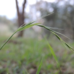 Microlaena stipoides (Weeping Grass) at Greenway, ACT - 18 Dec 2018 by michaelb
