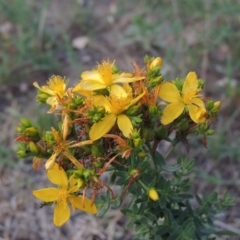 Hypericum perforatum (St John's Wort) at Tuggeranong, ACT - 18 Dec 2018 by michaelb