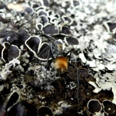 Polyrhachis ammon (Golden-spined Ant, Golden Ant) at Wandiyali-Environa Conservation Area - 13 Jan 2019 by Wandiyali