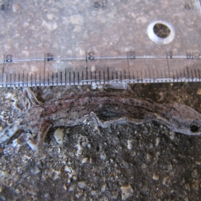 Christinus marmoratus (Southern Marbled Gecko) at Waramanga, ACT - 13 Jan 2019 by AndrewZelnik