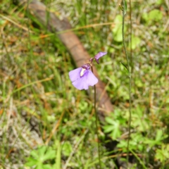 Utricularia dichotoma (Fairy Aprons, Purple Bladderwort) at Gibraltar Pines - 9 Jan 2019 by MatthewFrawley