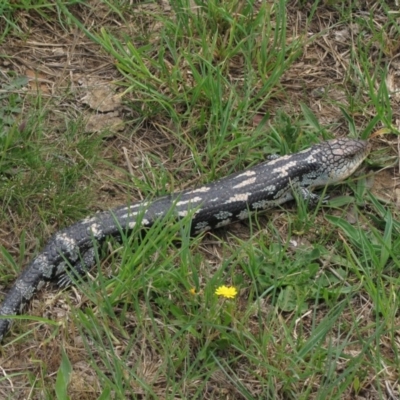 Tiliqua nigrolutea (Blotched Blue-tongue) at Dry Plain, NSW - 17 Nov 2018 by AndrewZelnik