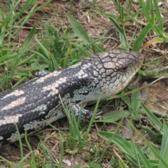 Tiliqua nigrolutea at Dry Plain, NSW - 17 Nov 2018