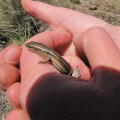 Acritoscincus duperreyi (Eastern Three-lined Skink) at Nimmitabel, NSW - 18 Nov 2018 by AndyRoo