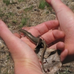 Acritoscincus duperreyi at Nimmitabel, NSW - 18 Nov 2018 11:36 AM