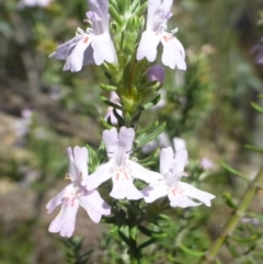 Westringia eremicola (Slender Western Rosemary) at Paddys River, ACT - 14 Jan 2019 by RWPurdie