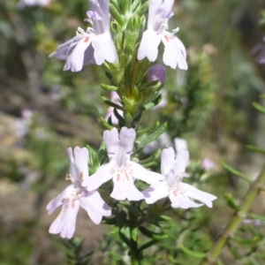 Westringia eremicola at Paddys River, ACT - 14 Jan 2019