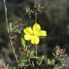 Hibbertia stricta (A Guinea-flower) at Paddys River, ACT - 13 Jan 2019 by RWPurdie