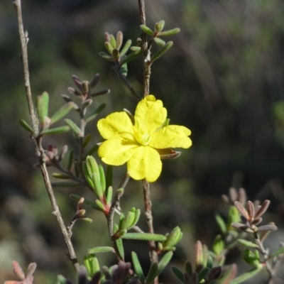 Hibbertia stricta (A Guinea-flower) at Paddys River, ACT - 13 Jan 2019 by RWPurdie