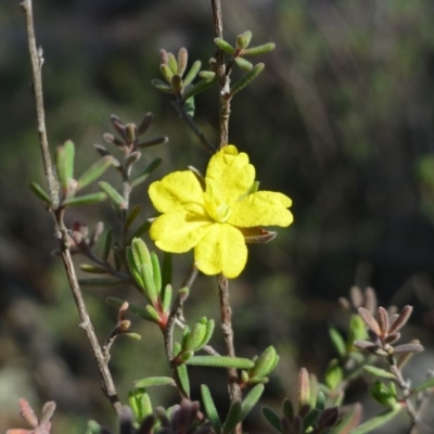 Hibbertia stricta (A Guinea-flower) at Bullen Range - 13 Jan 2019 by RWPurdie